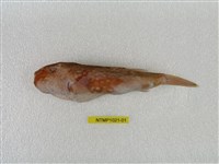 藏品(月尾兔頭魨)的圖片